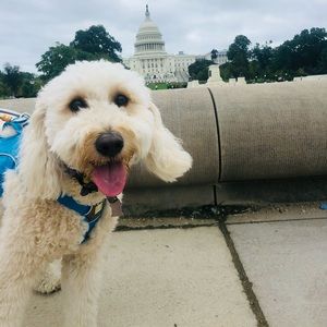 Meet your Posher, Abigail